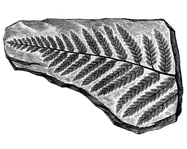 Fossil plant ,pecopteris dentata Illustration of a Fossil plant ,pecopteris dentata petrified wood stock illustrations