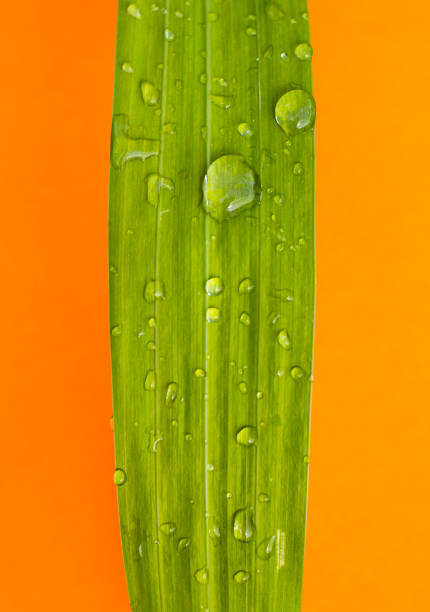 Colour photograph of a close up of Gladiolus leaf against orange background