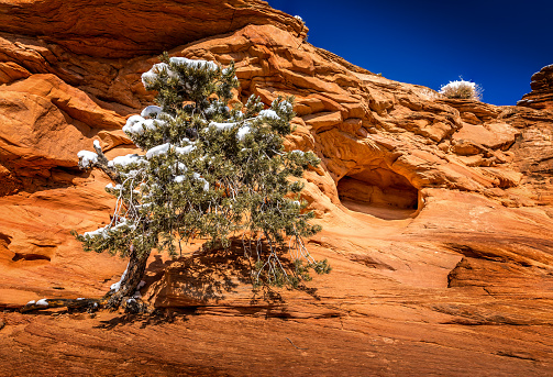 Winter in the Arches National Park, Utah. Conifer tree with snow and an arch in the background