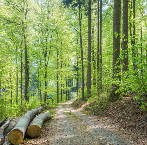 faggeta in primavera - beech tree wilderness area forest log foto e immagini stock