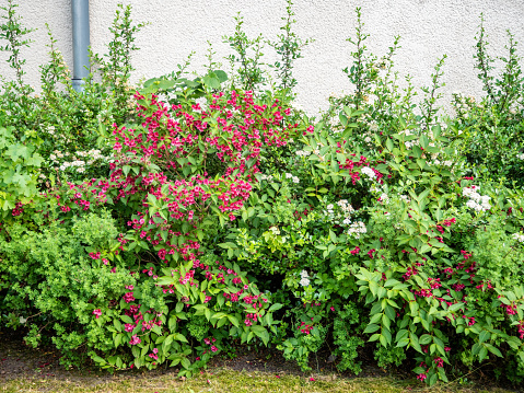 Decorative flowering bushes growing near the plastered wall in the city of Berlin, Germany