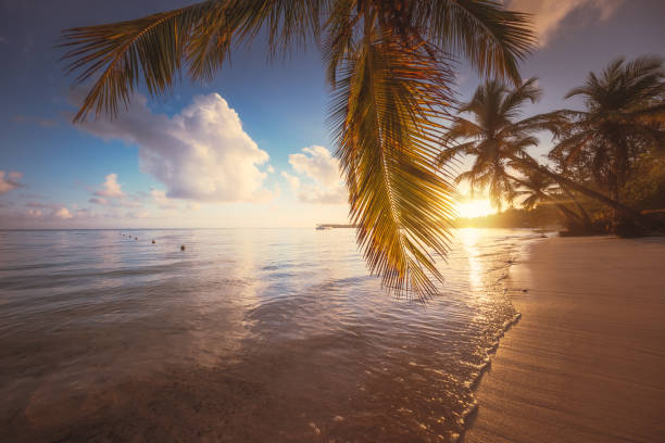 istock Palm trees on the tropical beach, Dominican Republic 1306029559