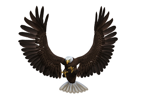 Bald Eagle with wings fully spread.. 3d illustration isolated on white background.