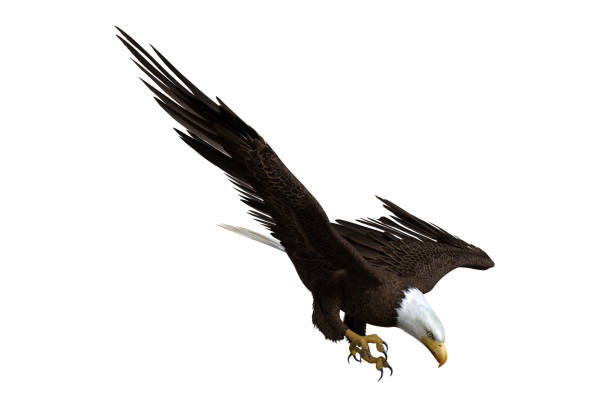 istock Bald Eagle diving to catch fish. 3d illustration isolated on white background. 1306031279