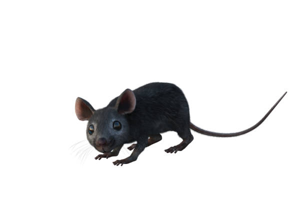 istock Grey house mouse 3D illustration isolated on white background. 1306032085