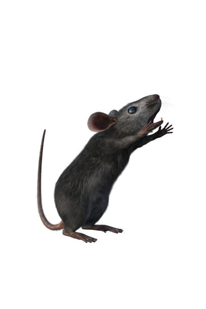 istock Grey house mouse 3D illustration isolated on white background. 1306032087
