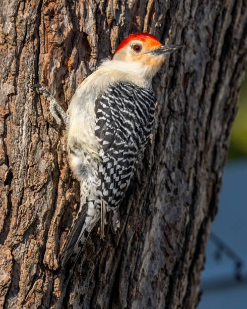 istock Red Bellied Woodpecker 1306032114