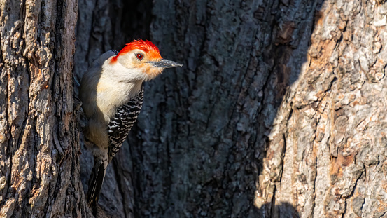 Red Bellied Woodpecker on a tree