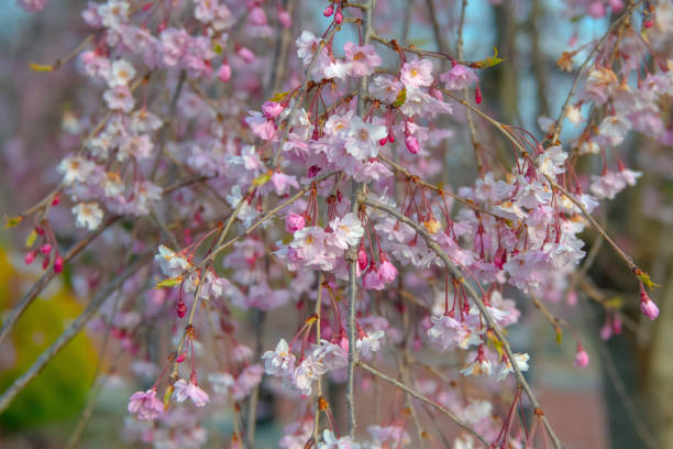 Beautiful spring cherry blossoms-Howard County, Indiana