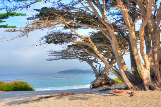 istock Beach Scene in Morning-Carmel,  California 1306033159