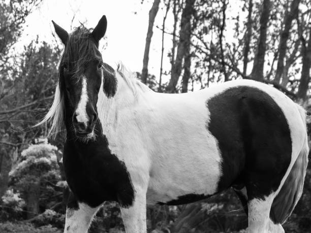istock Black and white horse standing on paddock, outdoors, mane in the wind, Lusitano breed. 1306033216