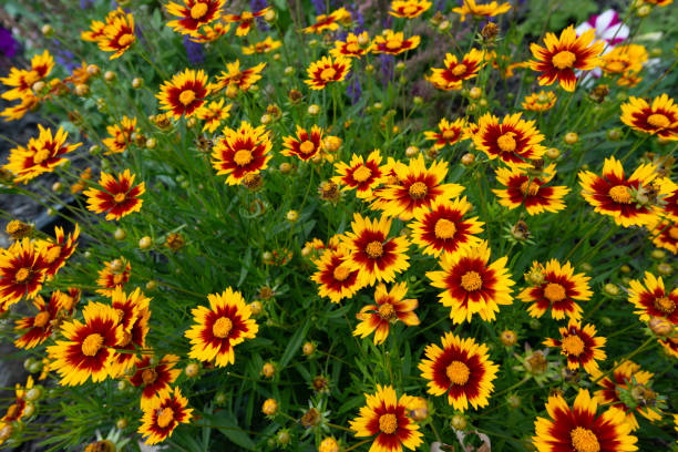 istock Beautiful Summer Flowers-Howard County Indiana 1306033445