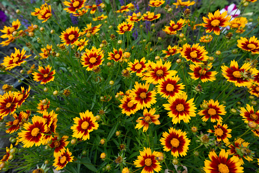 Beautiful Summer Flowers-Howard County Indiana