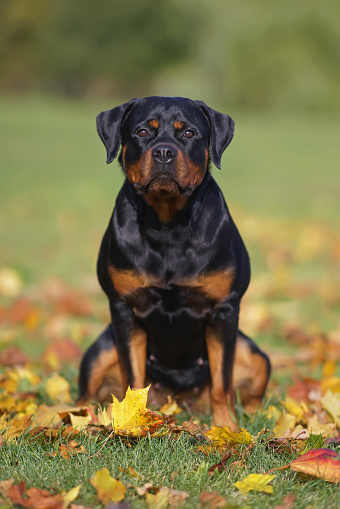 Adorable black and tan Rottweiler dog posing outdoors sitting on a green grass with fallen maple leaves in autumn