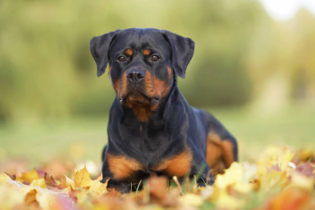 adorável cão rottweiler preto e bronzeado posando ao ar livre deitado em folhas de bordo caídas no outono - maple leaf green outdoors - fotografias e filmes do acervo