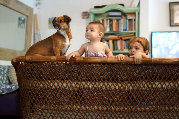 Curious baby girl is crawling on the floor with her mother and their dog out of focus in the background