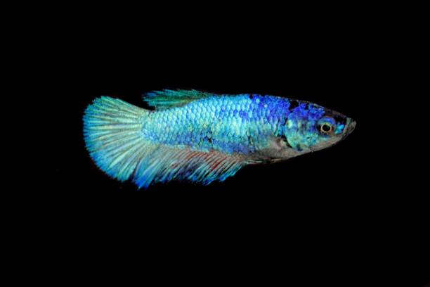 istock Female and blue colored Siamese fighting fish, Betta splendens, with a black background 1306036808