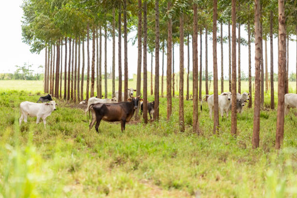 istock Nellore cattle among eucalyptus trees, Goiania, Goias, Brazil 1306038381