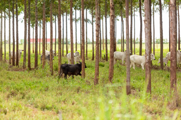 istock Nellore cattle among eucalyptus trees, Goiania, Goias, Brazil 1306038390