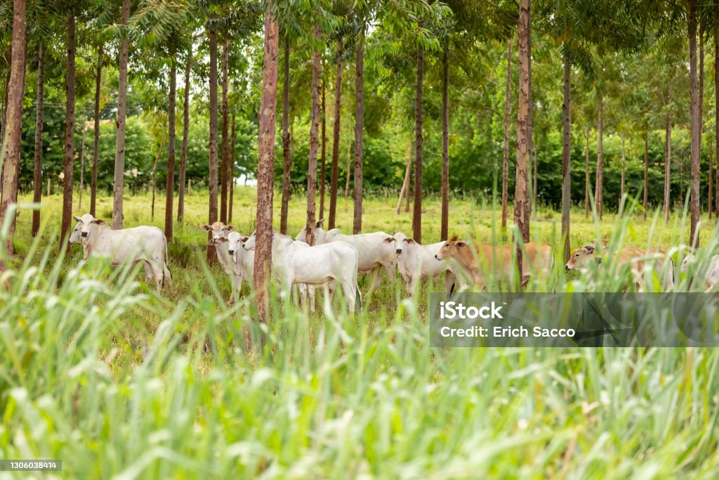 Nellore cattle among eucalyptus trees, Goiania, Goias, Brazil Cattle Stock Photo