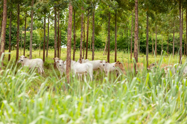Nellore cattle among eucalyptus trees, Goiania, Goias, Brazil stock photo