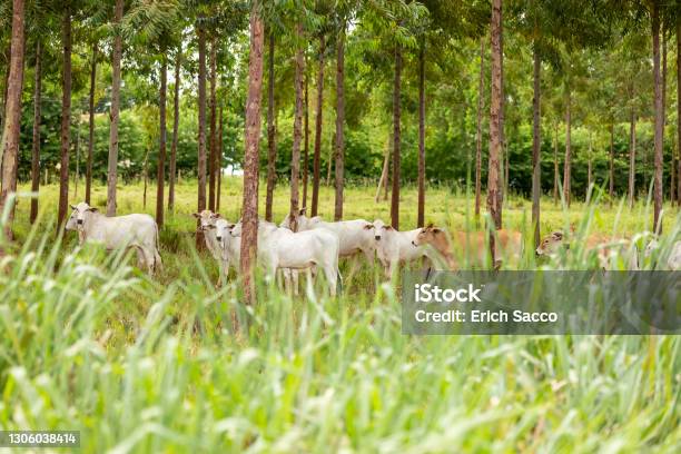 Nellore Cattle Among Eucalyptus Trees Goiania Goias Brazil Stock Photo - Download Image Now