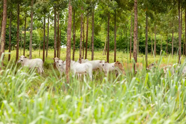 Photo of Nellore cattle among eucalyptus trees, Goiania, Goias, Brazil