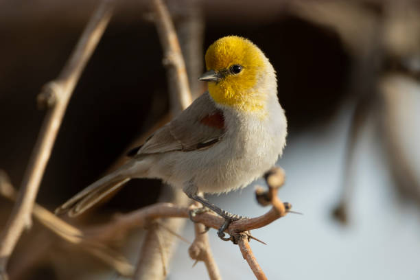 A verdin (Auriparus flaviceps) perches on a branch in Tucson, Arizona