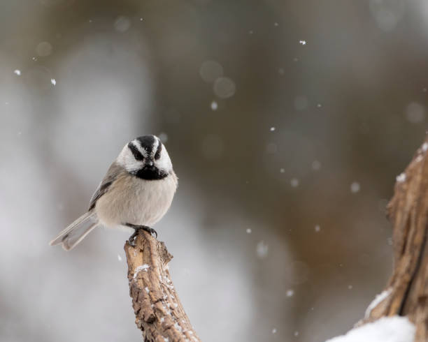 Mountain chickadee (Poecile gambeli)
