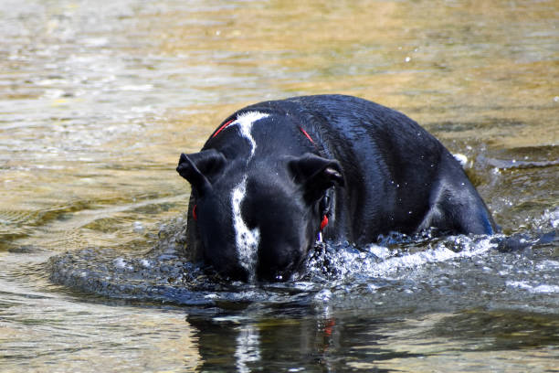 Dog with his head underwater