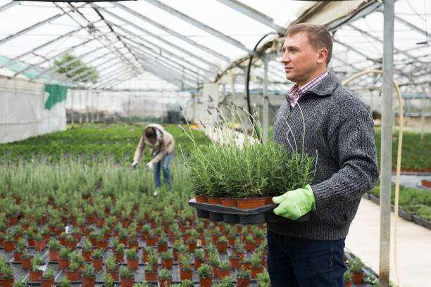 istock Male florist  while gardening holding crate with lavender 1306040738
