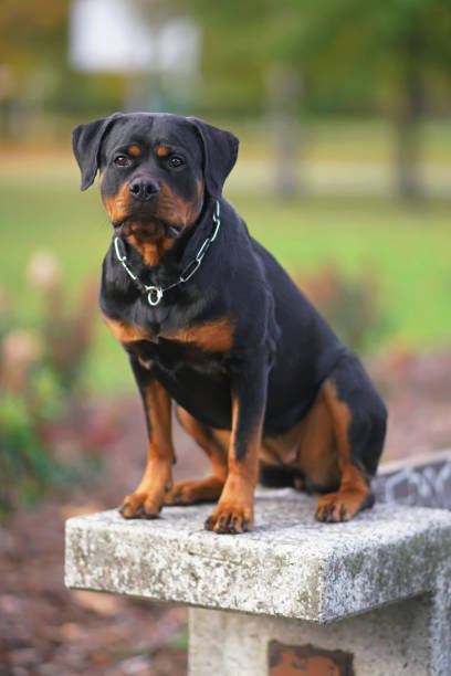 istock Adorable black and tan Rottweiler dog with a chain collar posing outdoors sitting on a concrete bench in a city park in autumn 1306041476