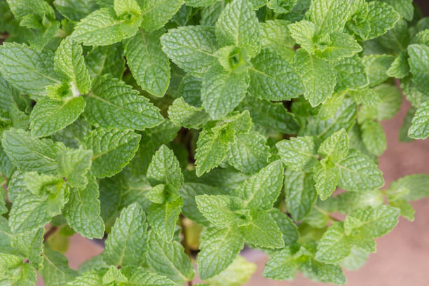 istock Densely arranged green mint leaves，Mentha canadensis 1306041697