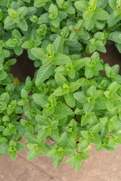 istock Densely arranged green mint leaves，Mentha canadensis 1306041703