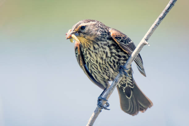 istock Female Red winged black bird with 2 worms in her beak 1306042395