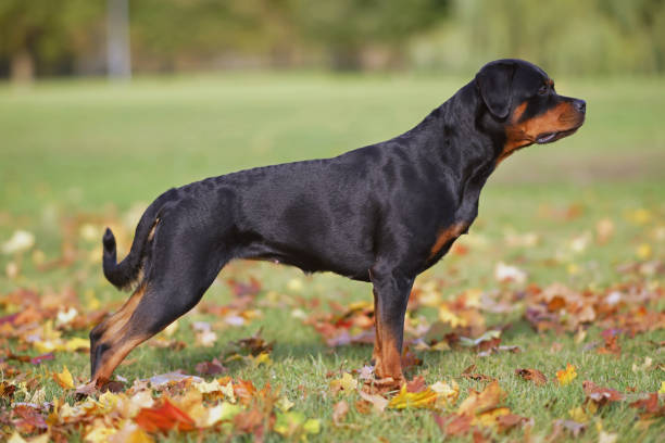 bonito preto e bronzeado rottweiler cão posando ao ar livre em pé em uma grama verde com folhas de bordo caídas no outono - maple leaf green outdoors - fotografias e filmes do acervo