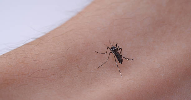 Blood-sucking mosquito Photo of a mosquito sucking blood from an arm. malaria blood sample stock pictures, royalty-free photos & images