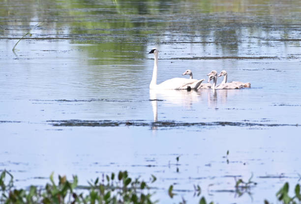 istock Trumpeter Swan Family 1306044077