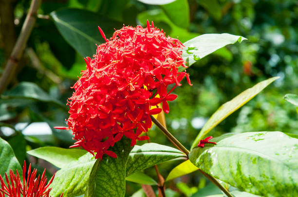 istock Butterflies feeding at The Butterfly Conservancy in Key West, Florida. 1306044752