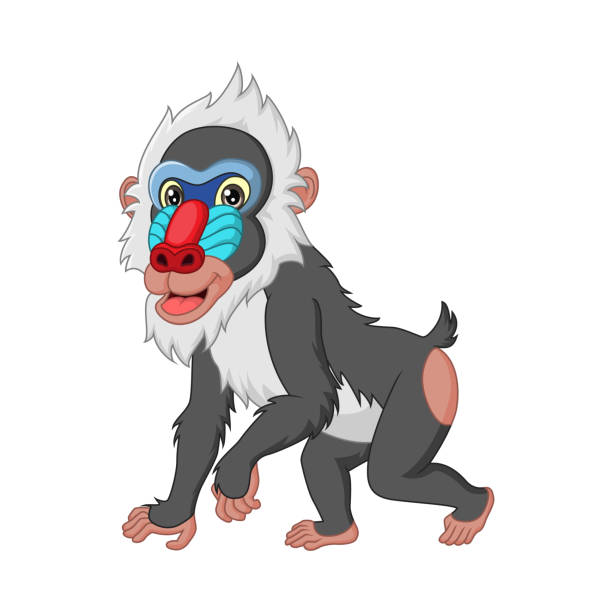 illustrations, cliparts, dessins animés et icônes de dessin animé mignon de babouin de mandrill d’isolement sur le fond blanc - drill