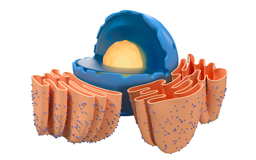 Estructura de reticulum nuclear y endoplasmático en una célula animal, renderizado 3D. photo