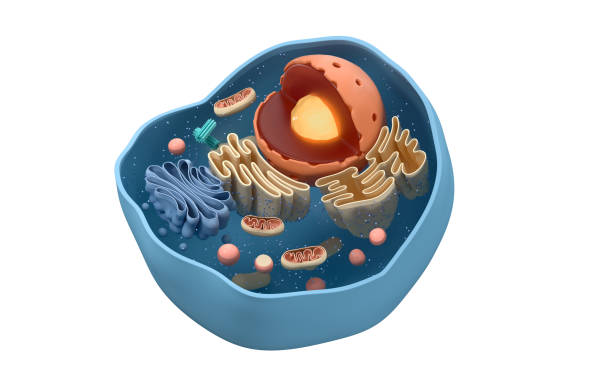 estructura interna de una célula animal, renderizado 3d. vista en sección. - animal cell fotografías e imágenes de stock