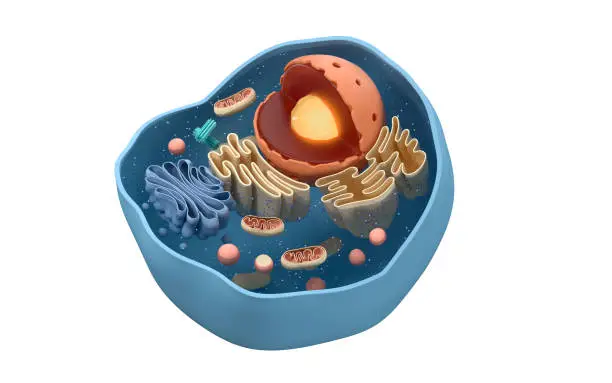 Photo of Internal structure of an animal cell, 3d rendering. Section view.