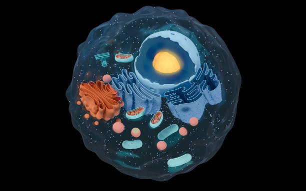 istock Internal structure of an animal cell, 3d rendering. Section view. 1306045777