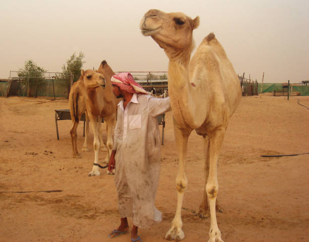 デザート ドバイ, アラブ首長国連邦 - united arab emirates middle eastern ethnicity men camel ストックフォトと画像