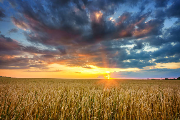 istock Sunset above the wheat field 1306048074