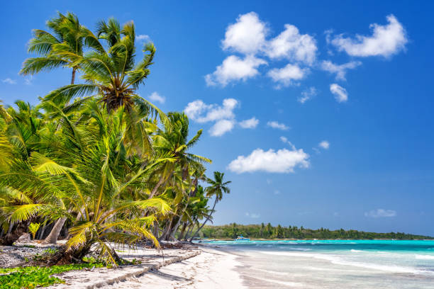 istock Sunny tropical beach in dominican republic 1306048083