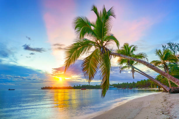 Sunrise over tropical beach Beautiful sunrise over tropical beach and palm trees in Dominican republic punta cana stock pictures, royalty-free photos & images