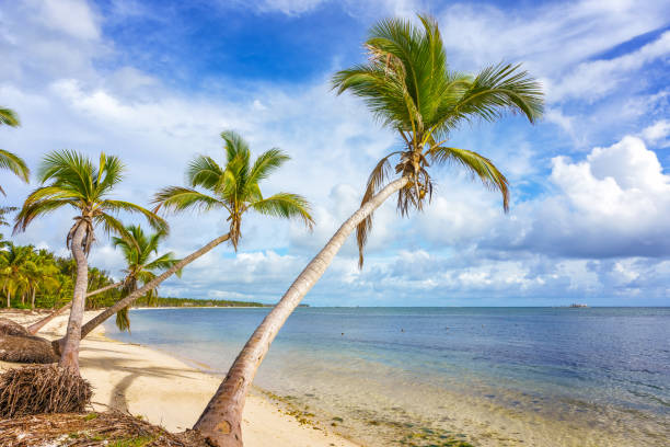 istock Sunny tropical beach in dominican republic 1306048087