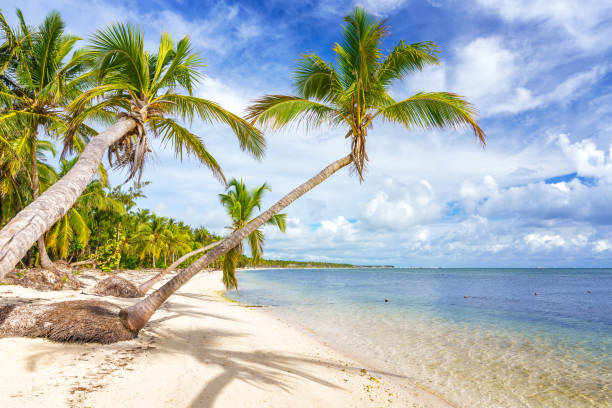 istock Sunny tropical beach in dominican republic 1306048093